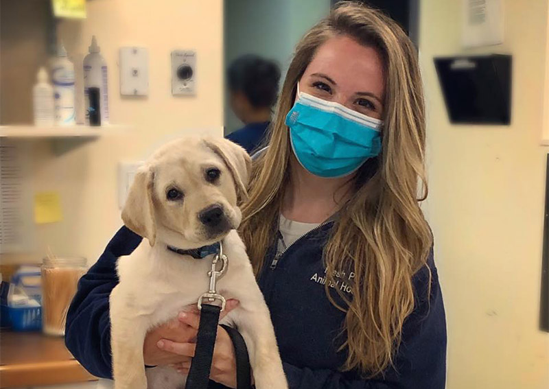 Dog Veterinary Care, Belmont